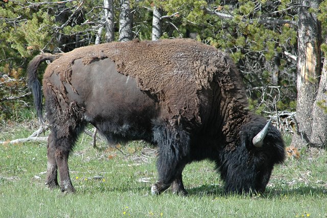 Bison, Yellowstone National Park, Wyoming