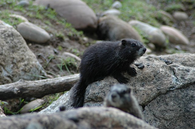 Marmots, Teton Village, Wyoming