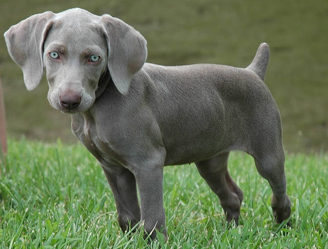 Violet (weimeriner puppy), at 9 weeks
