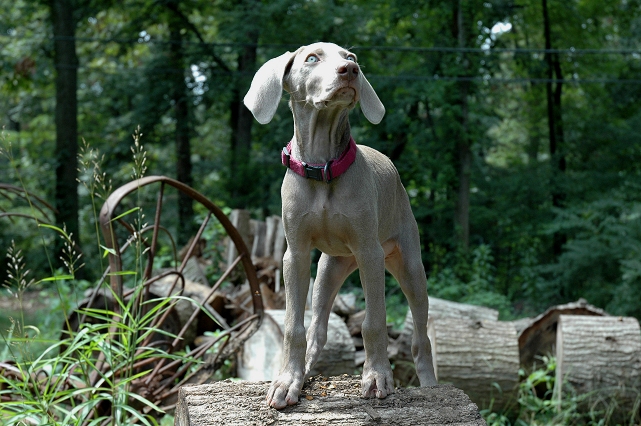 Violet, Lanham-Seabrook, Maryland