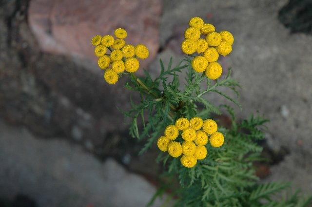 Flowers at Palisade Head, Minnesota