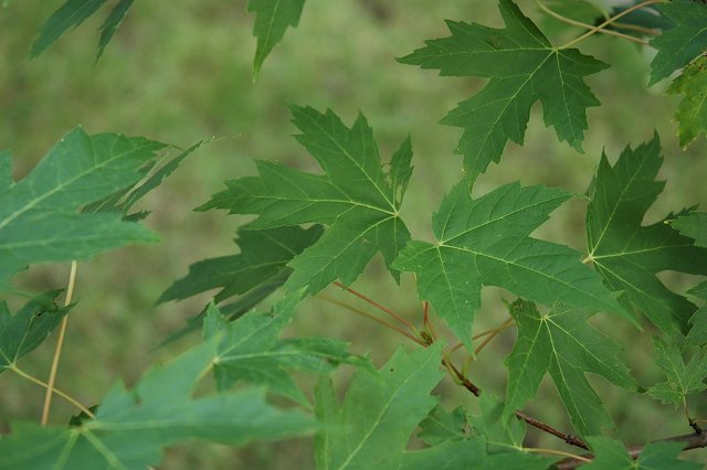 Leaves on a cloudy, windy morning, Duluth, Minnesota