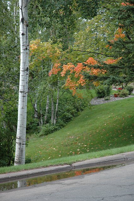 Birch tree and changing leaves, Duluth, Minnesota
