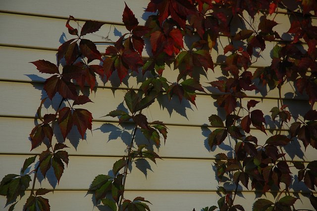 Autumn leaves against garage, Duluth, Minnesota