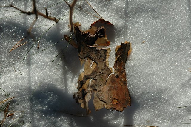 Bark in snow and shadow, Duluth, Minnesota